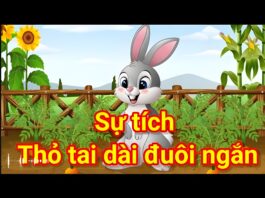 Sự tích thỏ tai dài đuôi ngắn (Audio)